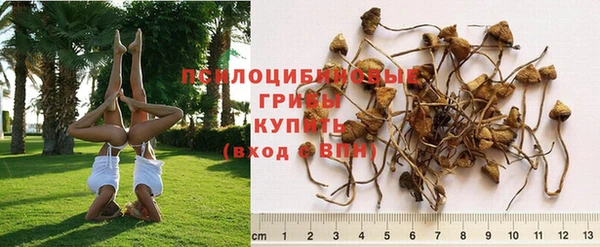 дживик Осинники
